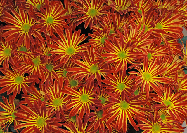 Mums are a traditional fall favorite Cape Gazette